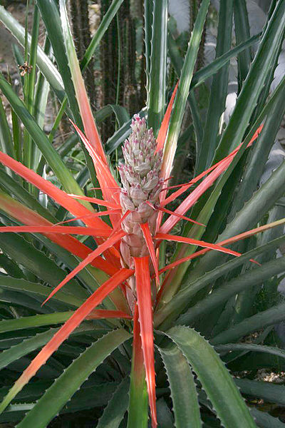 Bromelia_balansae