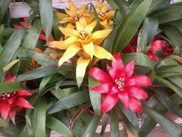 Bromelias-1-1