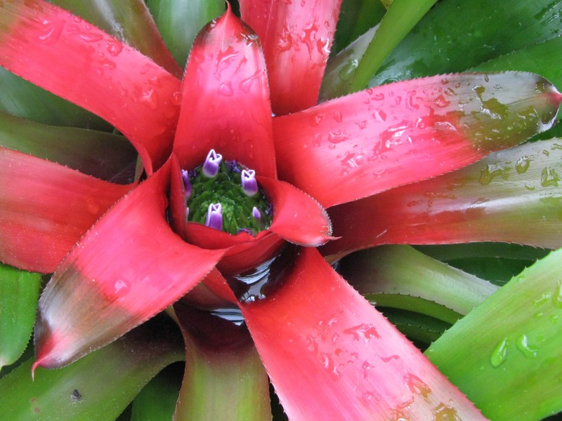 Bromélias-do-Gênero-Neoregelia-10