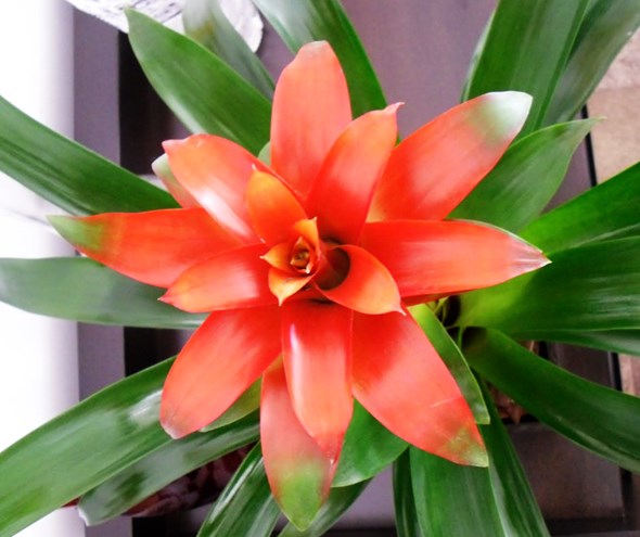 Bromélias-do-Gênero-Neoregelia-12