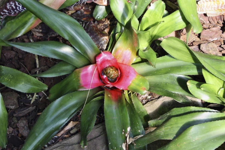 Bromélias-do-Gênero-Neoregelia-8