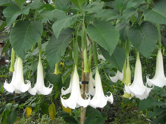 Brugmansia Suaveolens branca 1