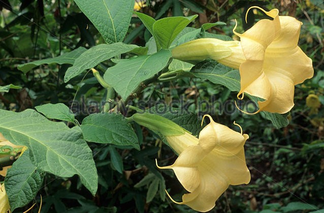 Brugmansia suaveolens amarela