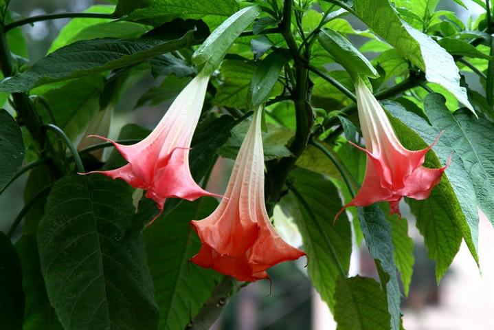 Brugmansia suaveolens red