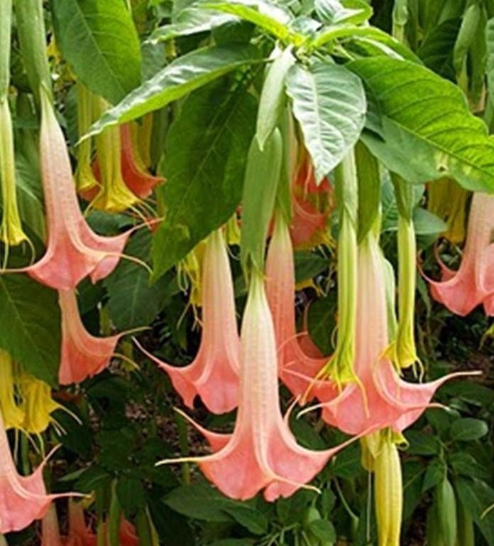 Trombeta-de-anjo (Brugmansia suaveolens)