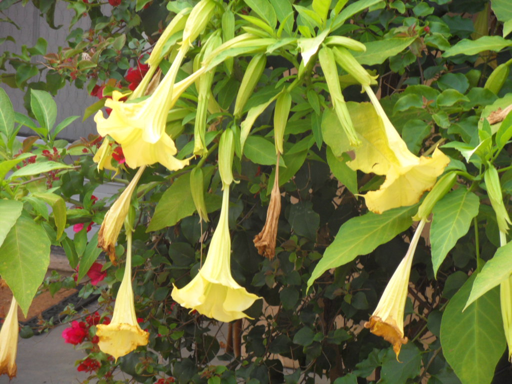 Brugmansia_amarelo