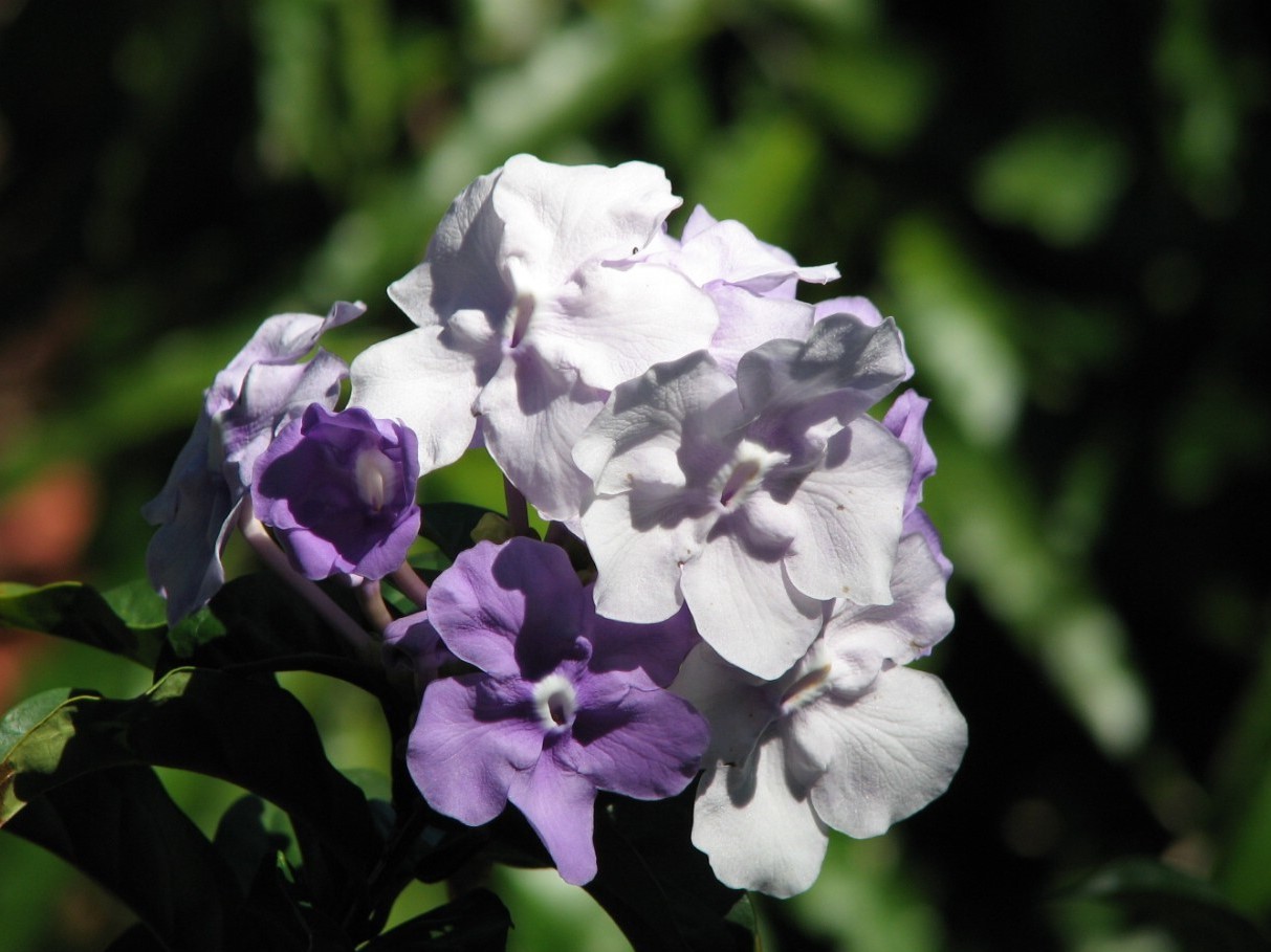 Brunfelsia-m