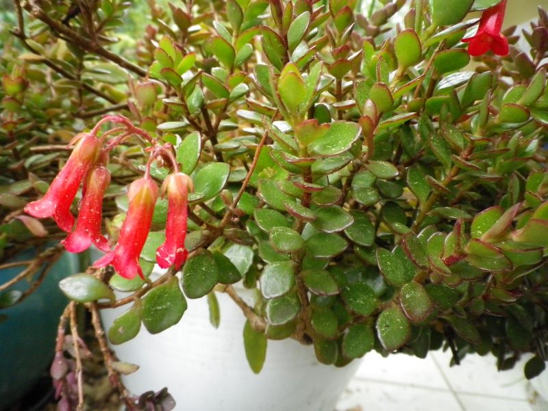 Bryophyllum manginii (Ex-Kalanchoe manginii)