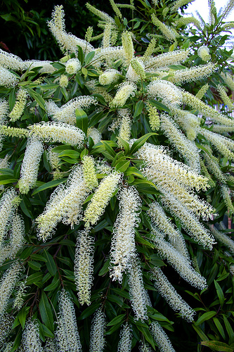 Buchinghamia celcissima