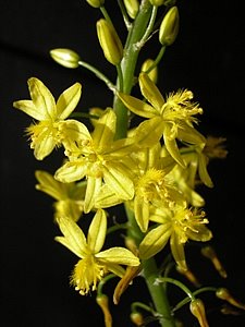 Bulbine Frutescens