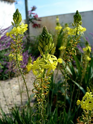 Bulbine-amarela (Bulbine frutescens)