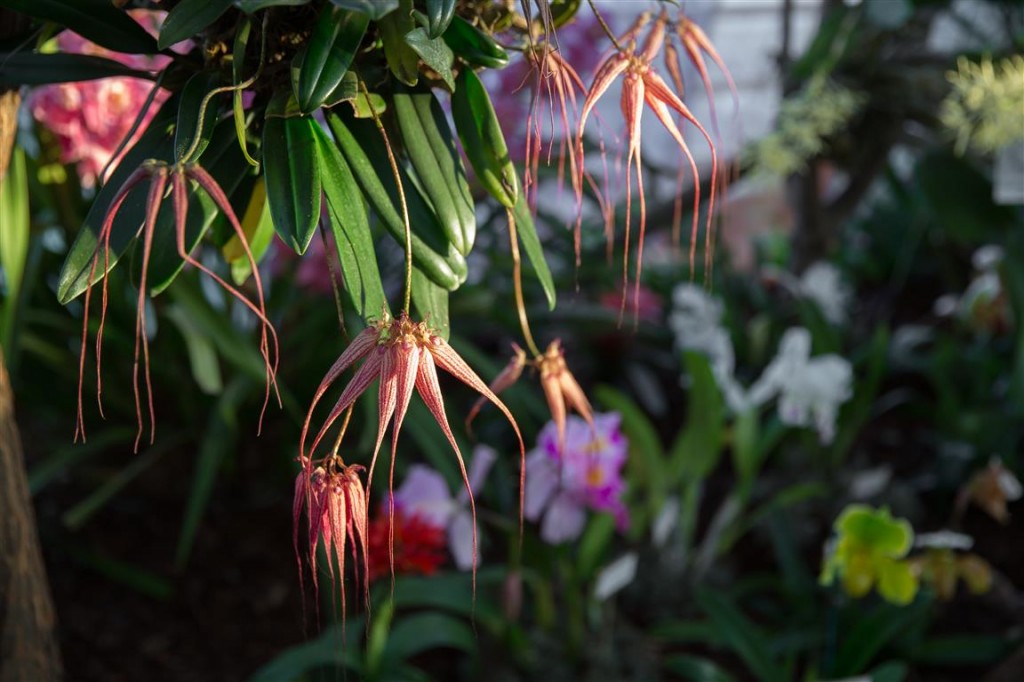 Bulbophyllum Elizabeth Ann Buckleberry