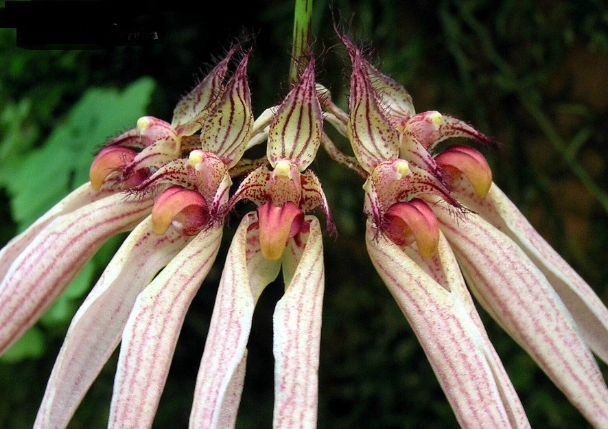 Bulbophyllum Louis Sander