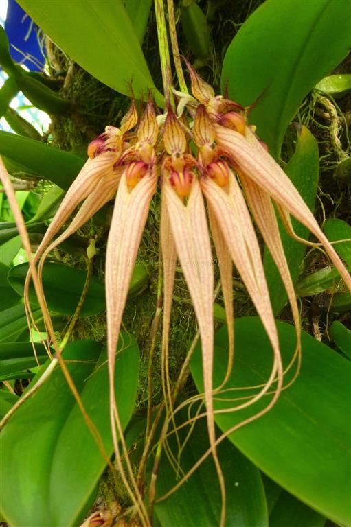 Bulbophyllum Louis Sander