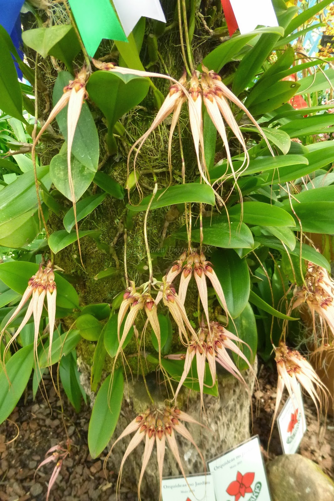 Bulbophyllum Louis Sander_1