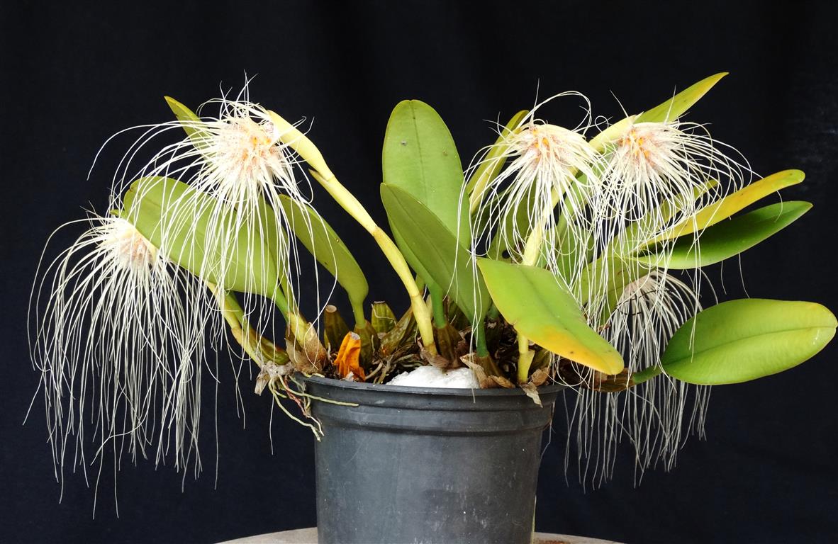 Bulbophyllum Medusae