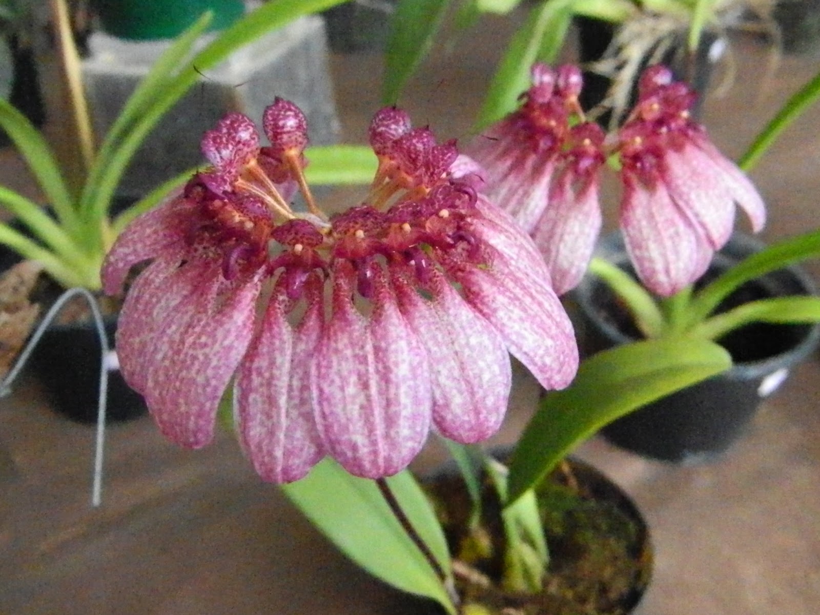 Bulbophyllum eberhardtii