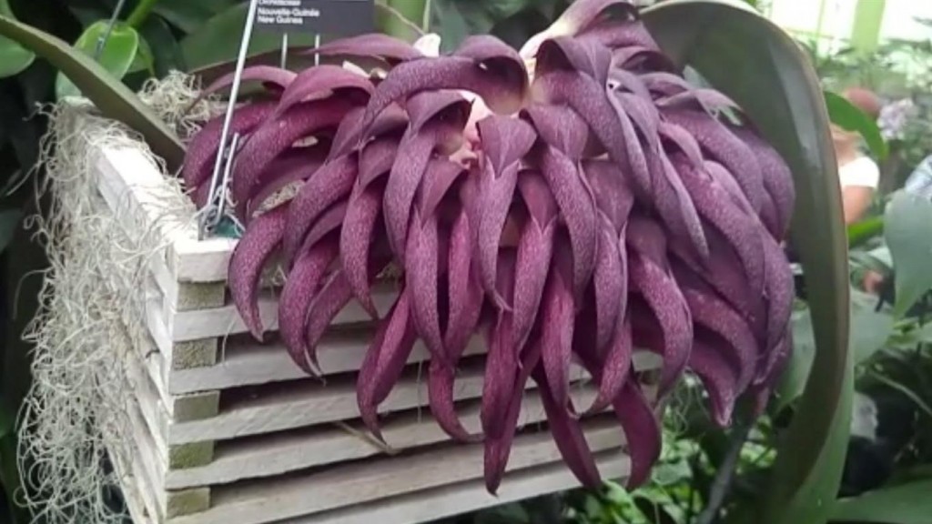 Bulbophyllum fletcherianum