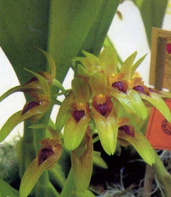 Bulbophyllum graveolens