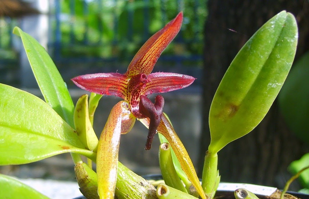 Bulbophyllum lasiochilum_ 94