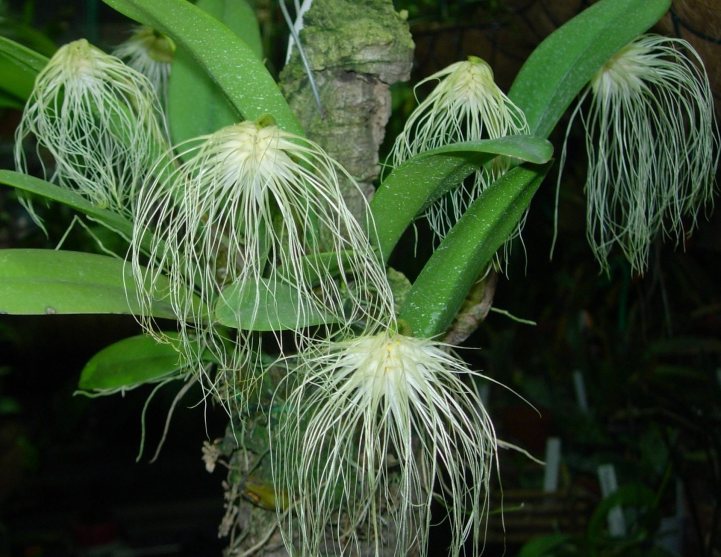 Bulbophyllum medusae