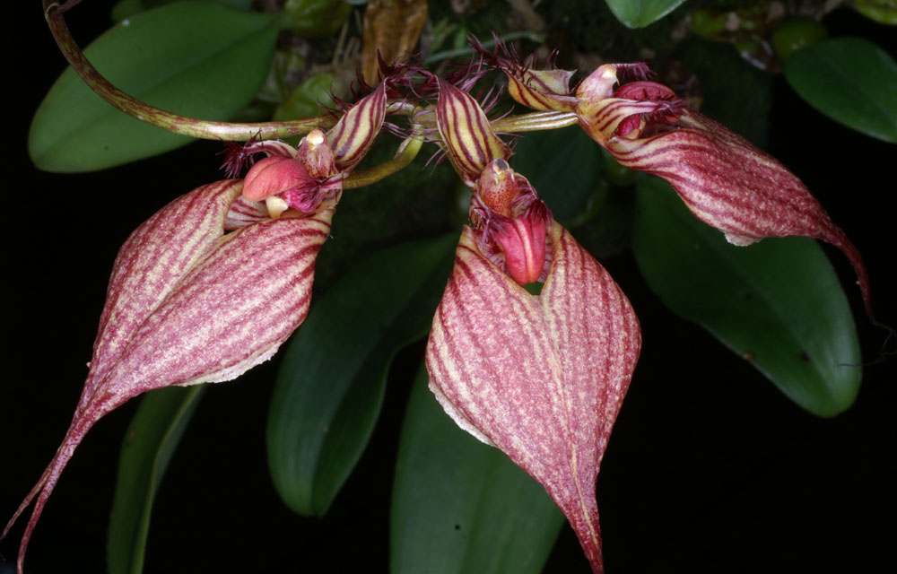 Bulbophyllum rothschildianum