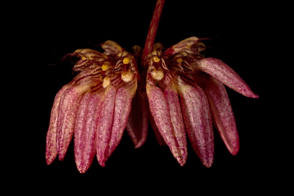 Bulbophyllum sikkimense