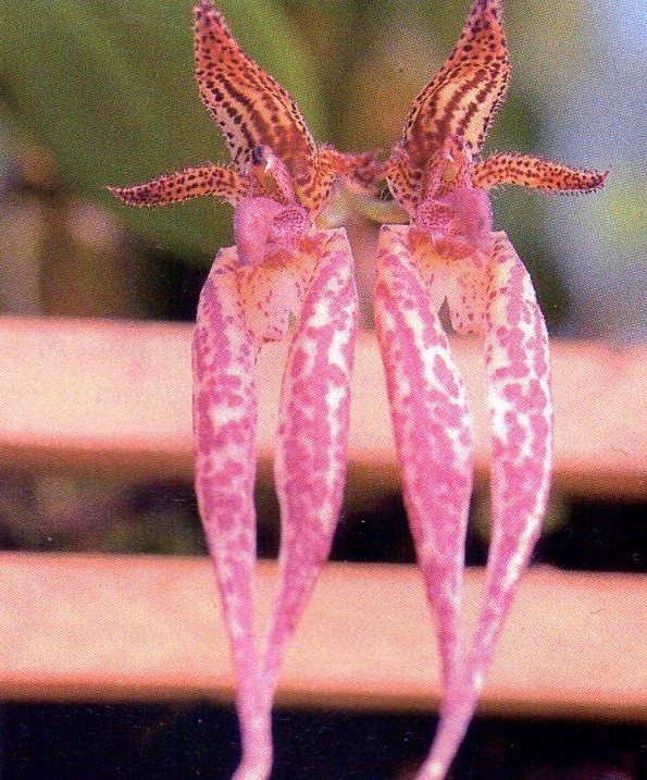 Bulbophyllum