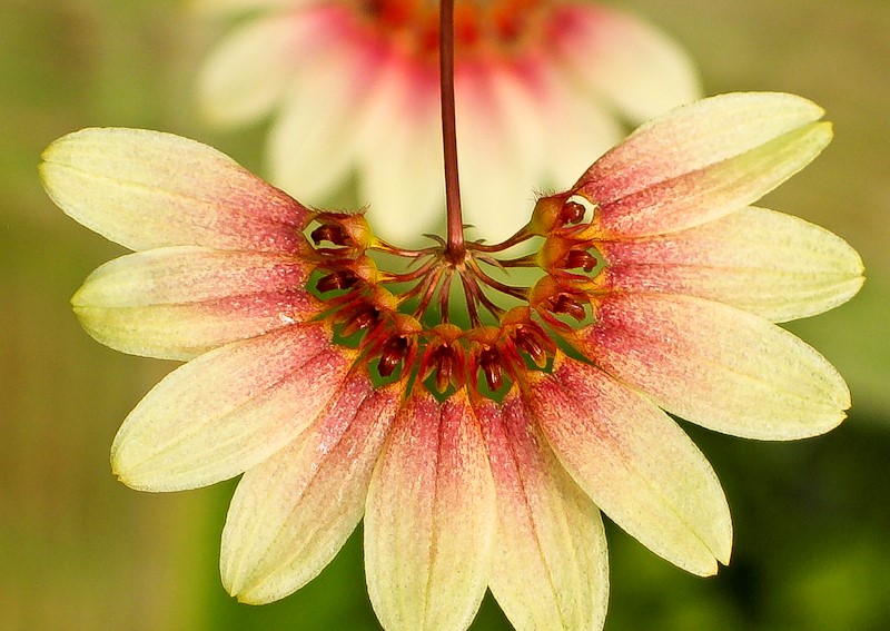 Bulbophyllum