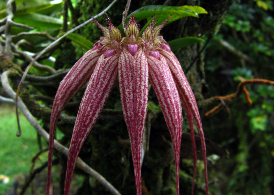 Bulbophyllum 'Elizabeth Ann Bucklebury'