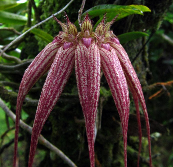 Bulbophyllum_1