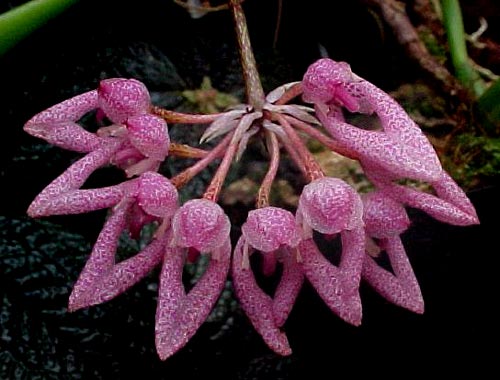 Bulbophyllum_dentiferum