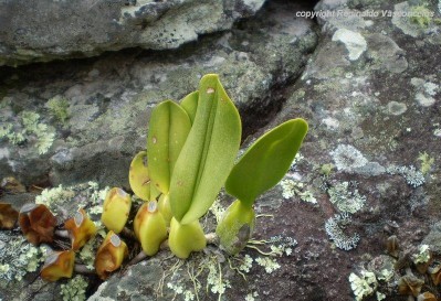 Bulbophyllum_involutum