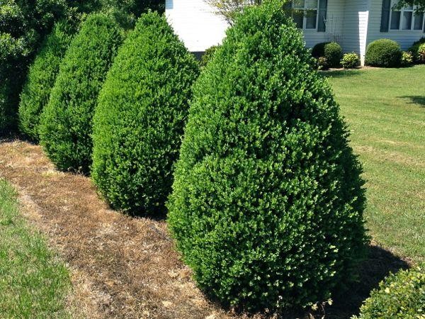 Buxinho (Buxus sempervirens)