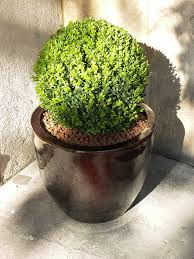 Buxus Sempervirens