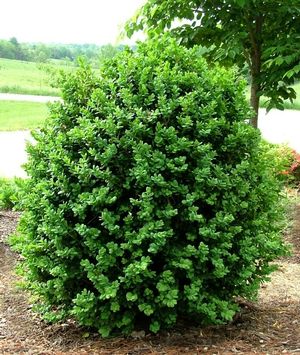 Buxus