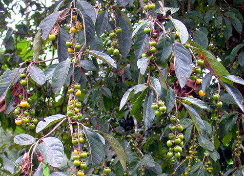 Byrsonima Crassifolia