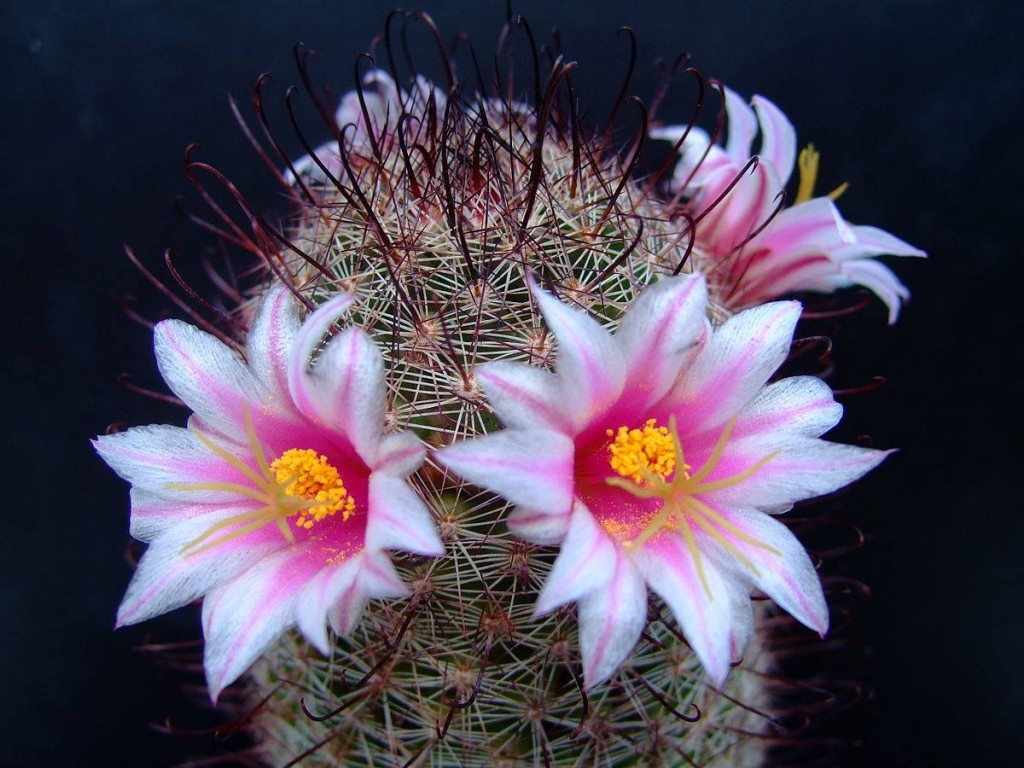 mamillaria