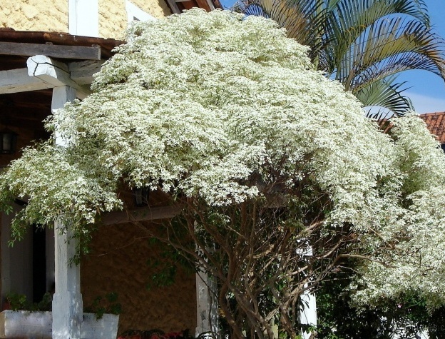 Cabeleira-de-velho (Euphorbia Leucocephala)