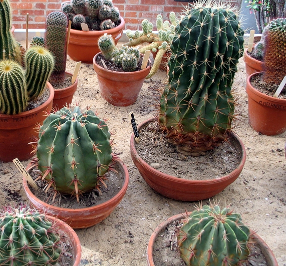 Cactaceae_serre_massey