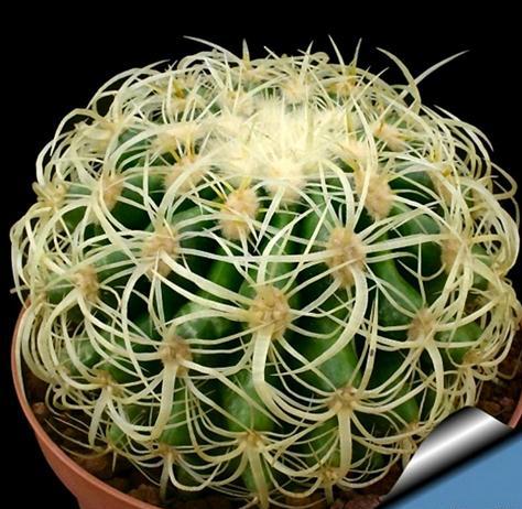 Cacto Echinocactus grusonii (Small)