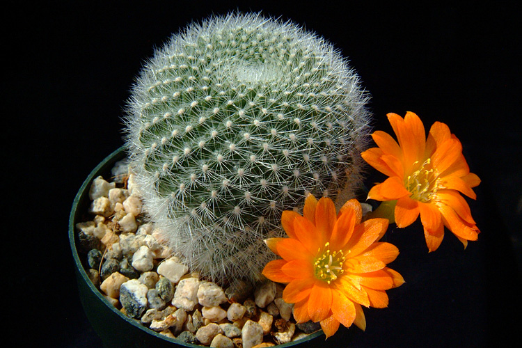 Cacto (Rebutia muscula)