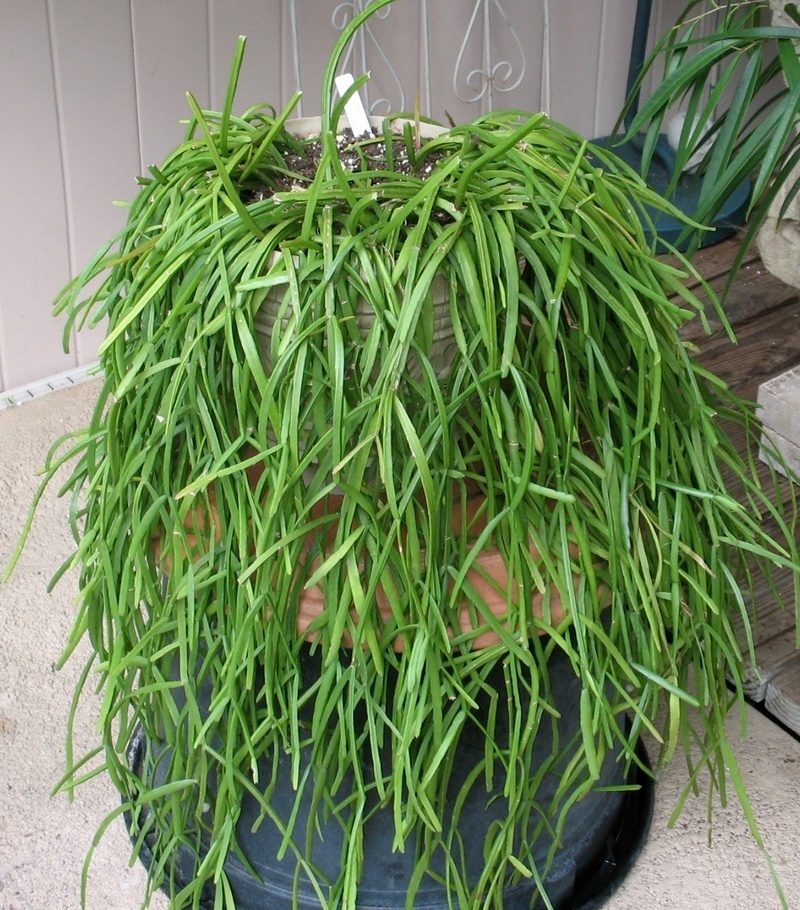 Cacto-macarrão (Rhipsalis baccifera)