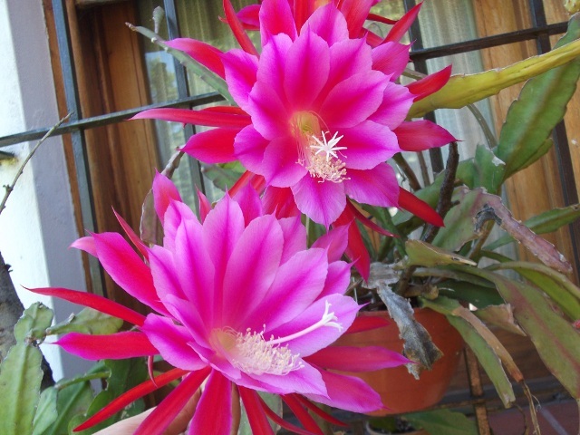 Cacto-orquídea (Epiphyllum 'Pegasus')