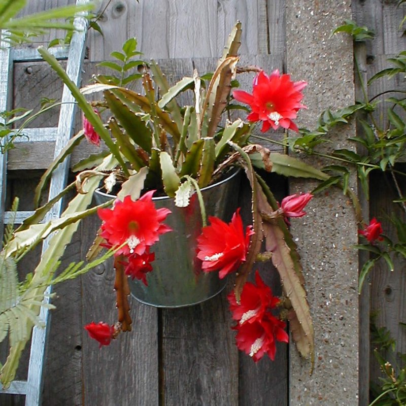 Cacto-orquídea-Epiphyllum_1