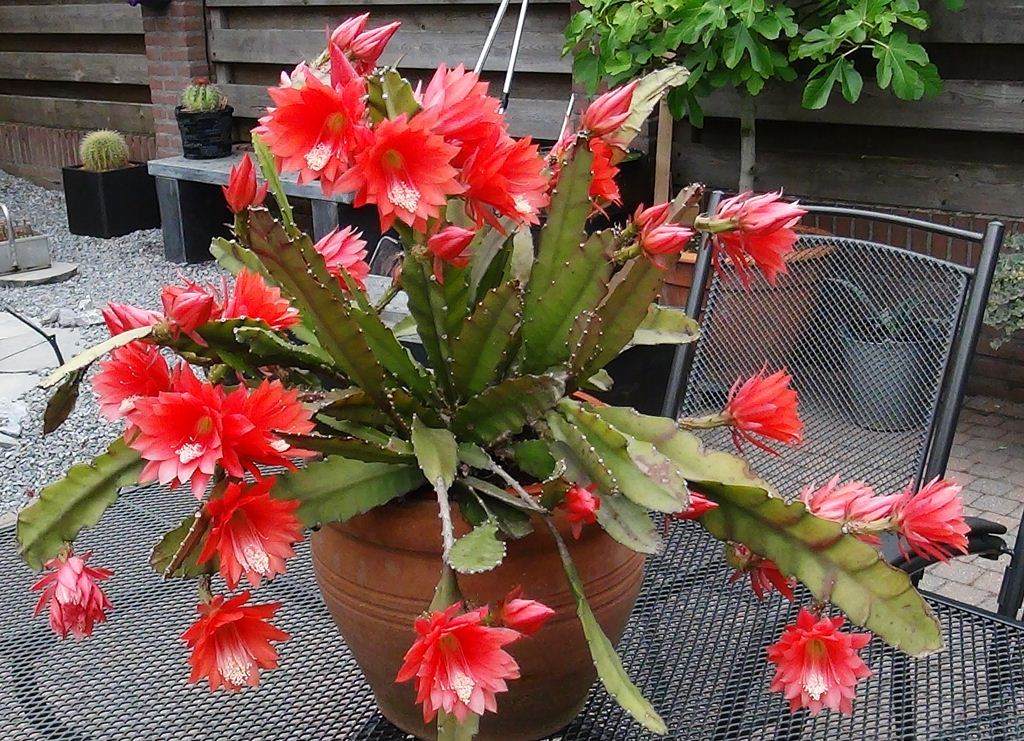 Cacto-orquídea-vermelho-Epiphyllum