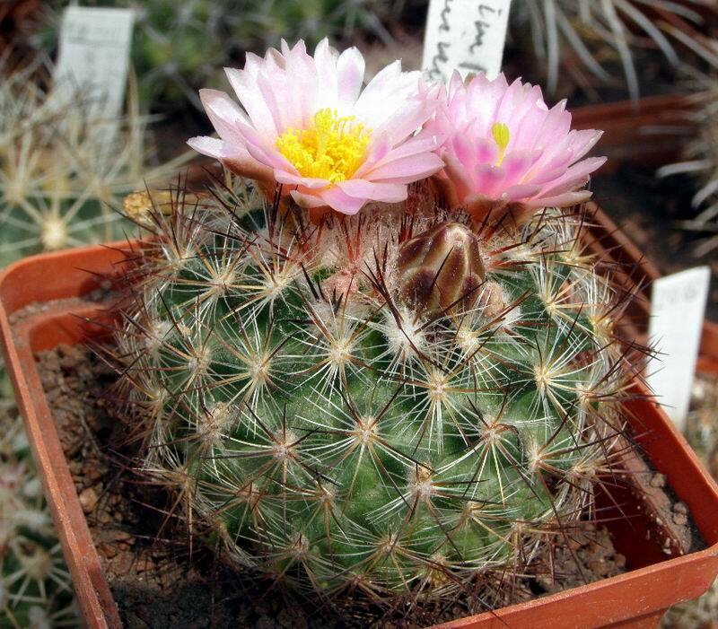 Cactus Pediocactus simpsonii