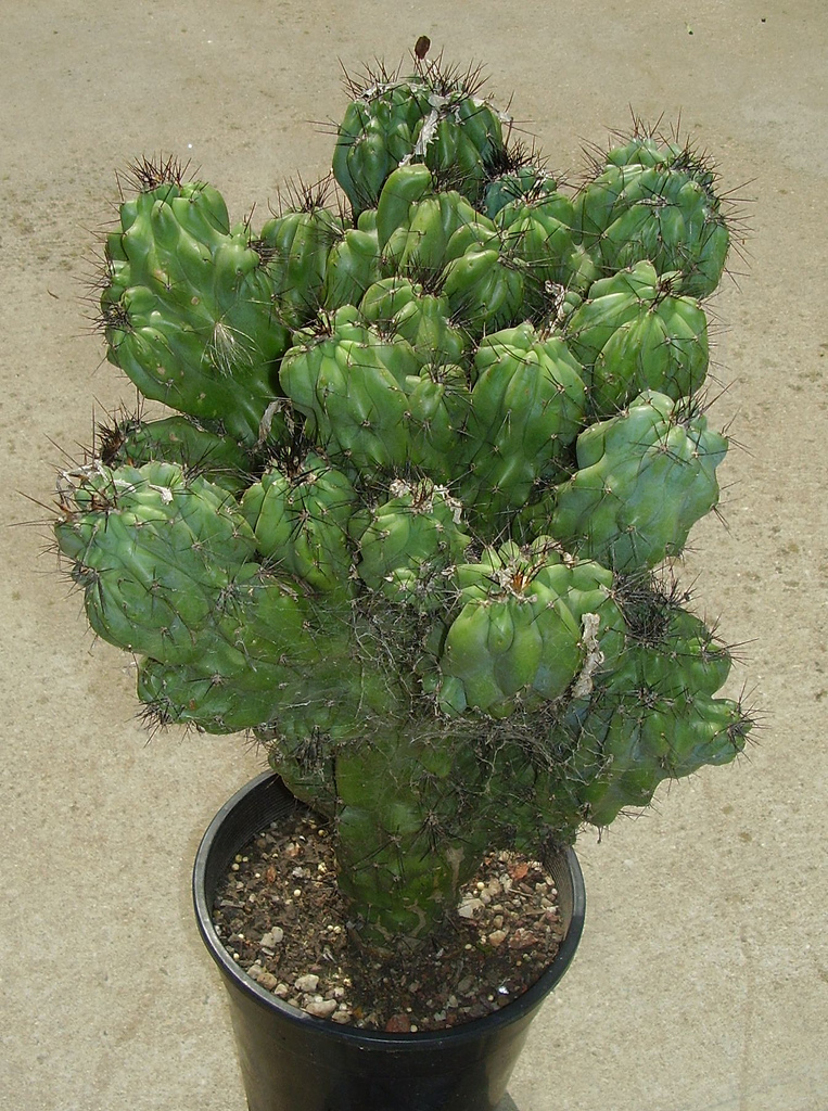 Cactus monstruoso - Cereus peruvianus var. monstruosus