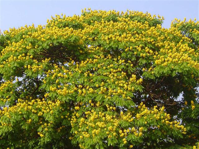Caesalpinia