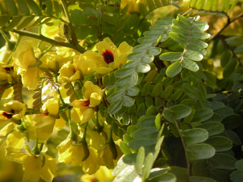 Caesalpinia echinata